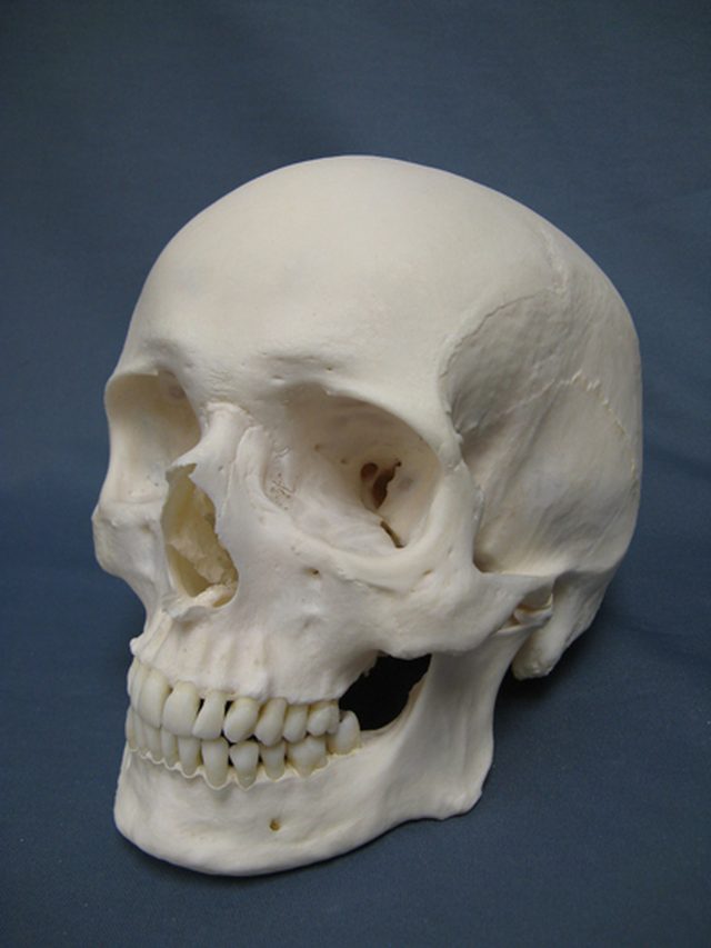 Modern Homo sapiens skull in profile