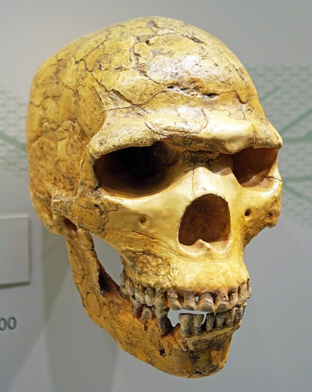 Neanderthal skull cast in profile